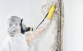 Mold Documentation for Insurance Claims in Swede Heaven, WA